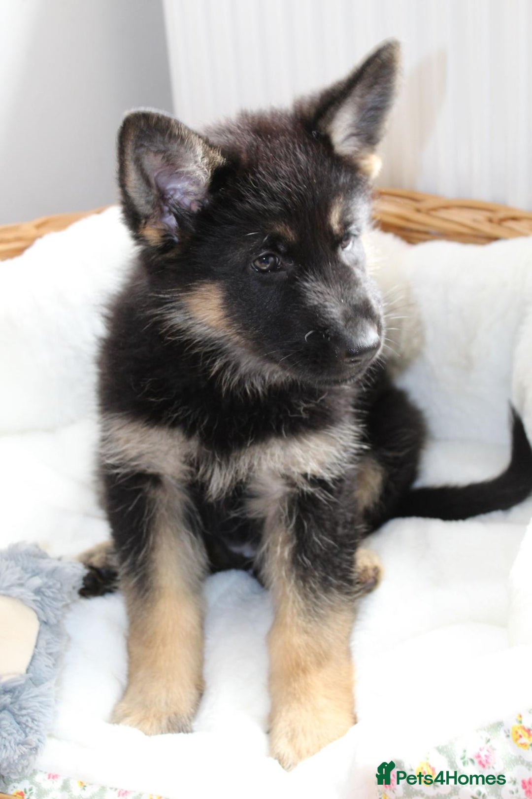 German Shepherd dogs for sale: Stunning Black & Gold kc.reg girl, health tested - Image 3