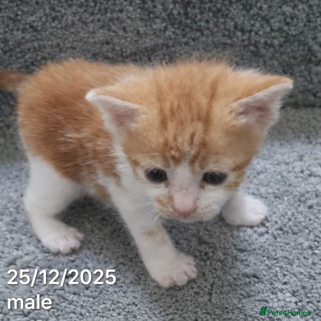 Mixed Breed cats for sale: Beautiful Kittens for Sale – 3 Females & 3 Males - Advert 12