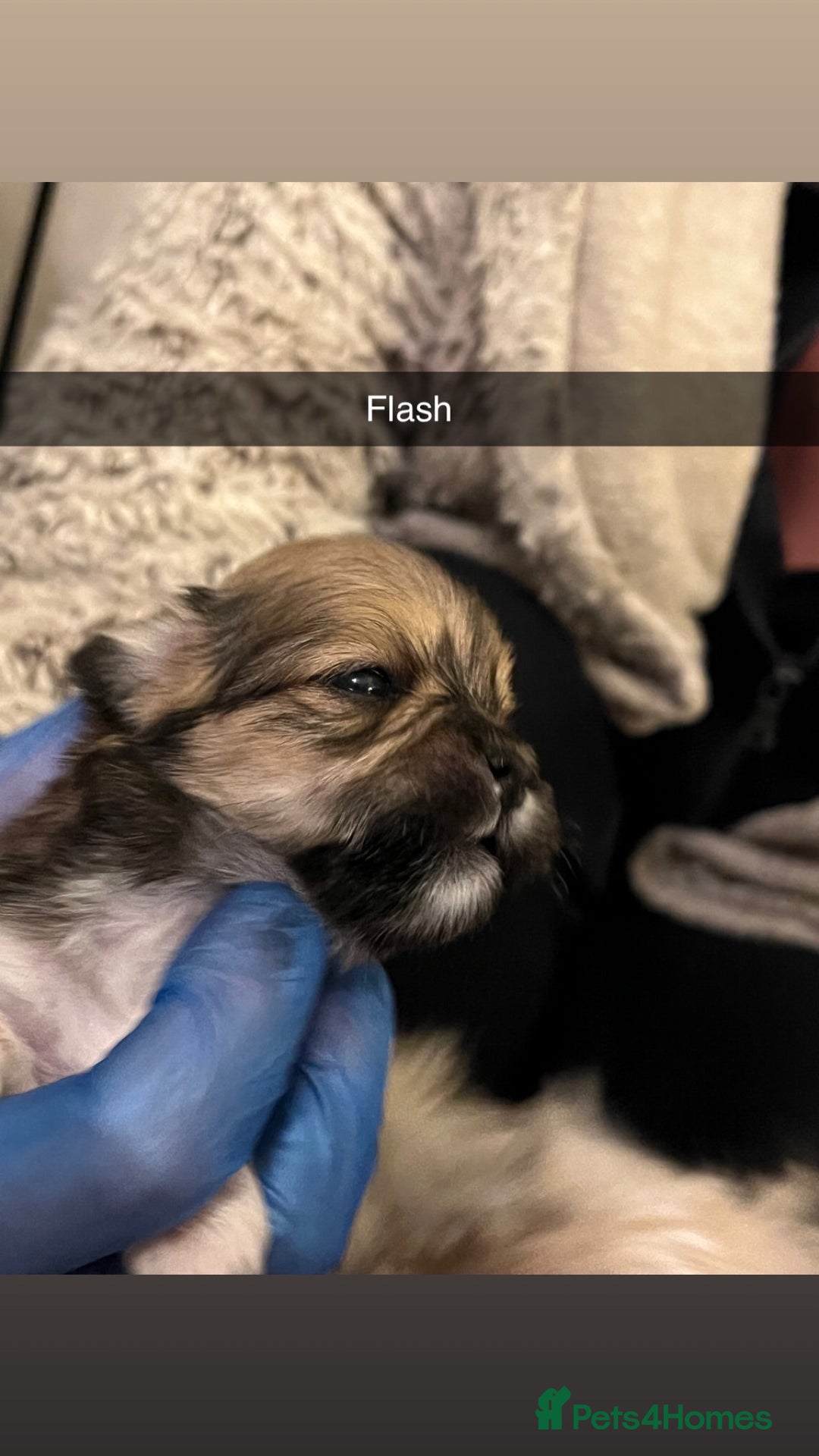 Lhasa Apso dogs for sale: 4 stunning pedigree Lhasa apsos for sale  - Image 5