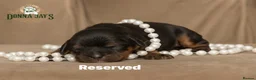 Cavalier King Charles Spaniel dogs for sale: Donna Jays Petite Cavaliers 🌟🌟🌟🌟🌟 - Advert 20