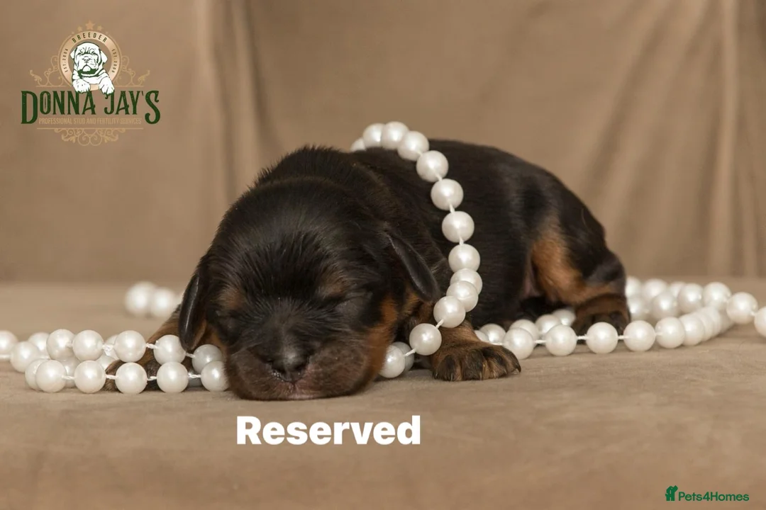 Cavalier King Charles Spaniel dogs for sale: Donna Jays Petite Cavaliers 🌟🌟🌟🌟🌟 - Advert 20