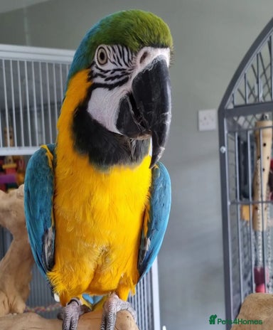Image showcasing Macaw Birds for sale | Pets4Homes