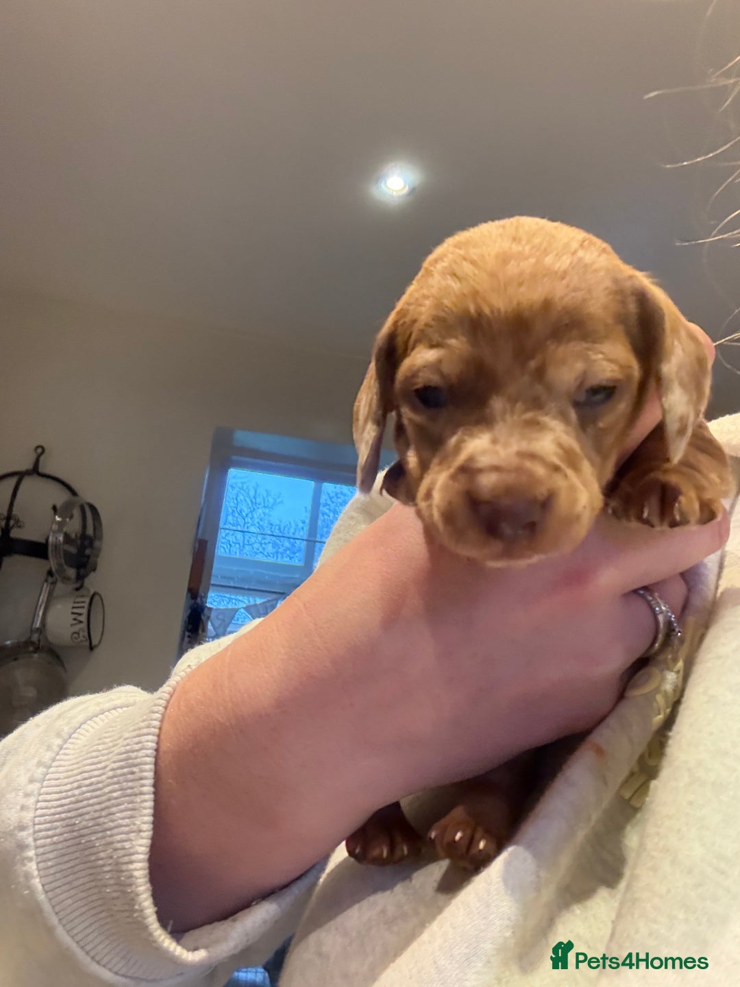 Miniature Dachshund dogs for sale: Smooth Miniature Daschund puppies  - Advert 22