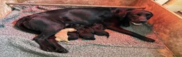 Labradoodle dogs for sale: Miniature labradoodle pups in Folkestone - Advert 10
