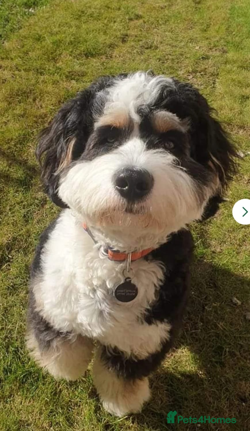 Bernedoodle dogs for sale: 🐾🐾 WAITING LIST..MIDI BERNEDOODLES 🐾🐾 - Advert 4