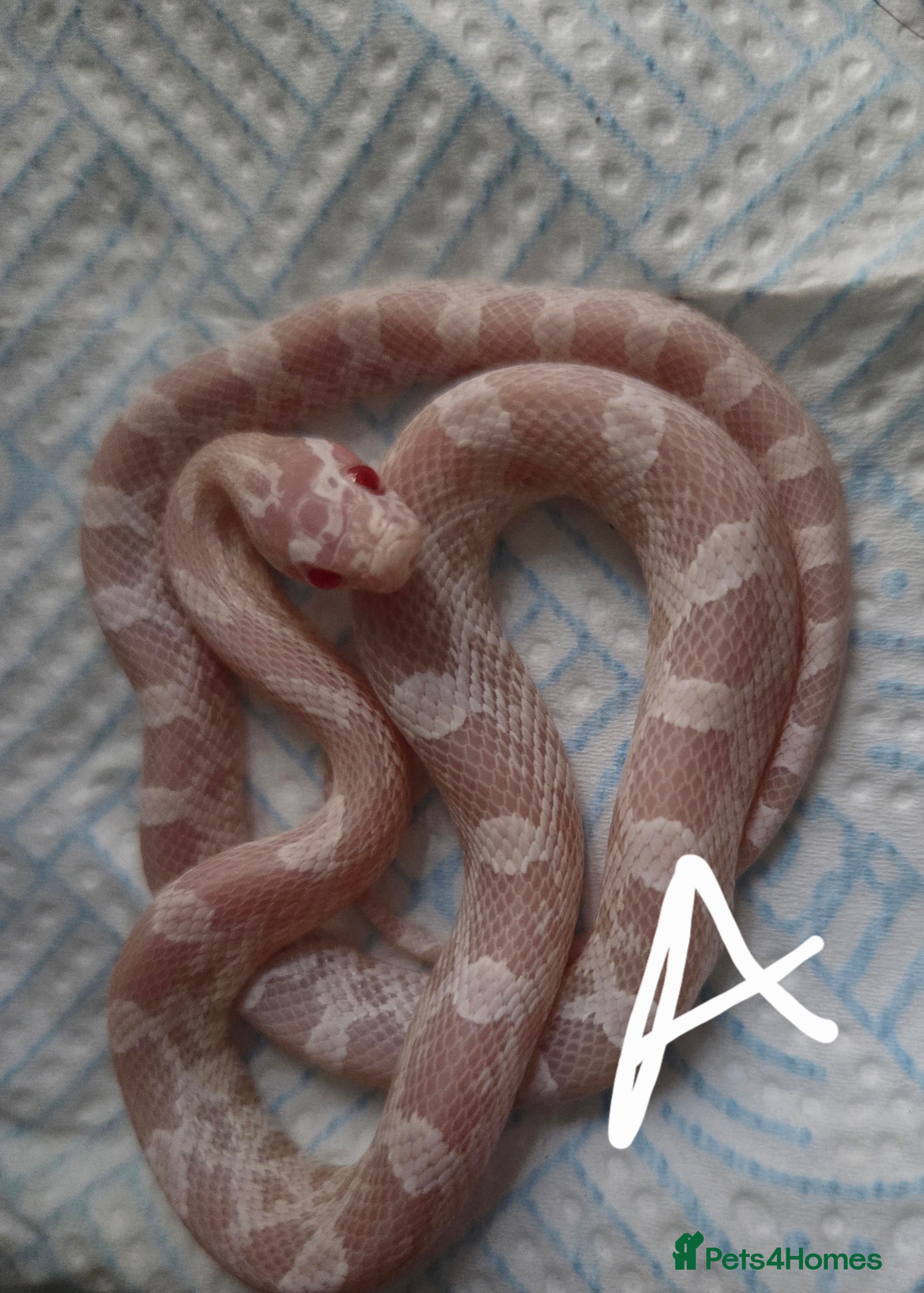 Corn Snake reptiles Hatchling Corn Snakes Snows CB25 - Advert 1