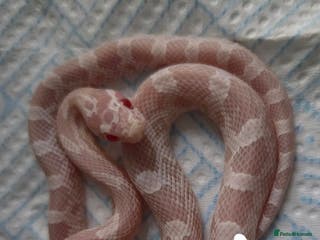Corn Snake reptiles Hatchling Corn Snakes Snows CB25 - Advert 10