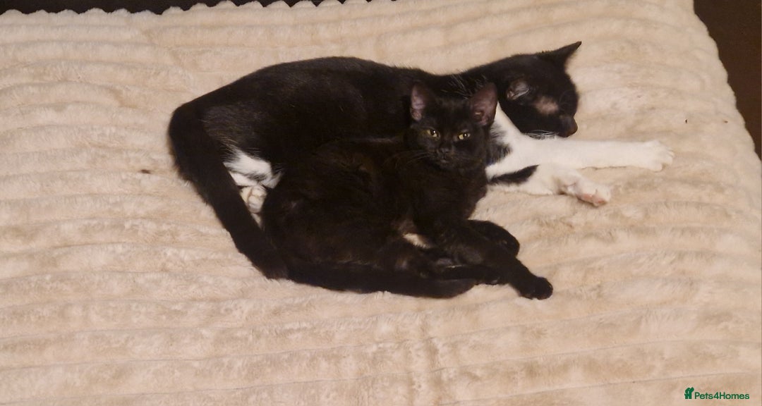 British Shorthair cats for sale: 1 male 2 female kittens - Advert 4