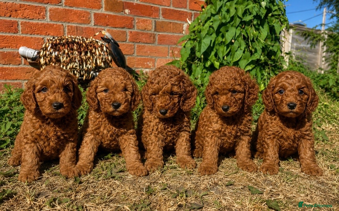 Cockapoo dogs Beautiful All Fox Red F1BB Cockapoo Puppies  - Advert 1