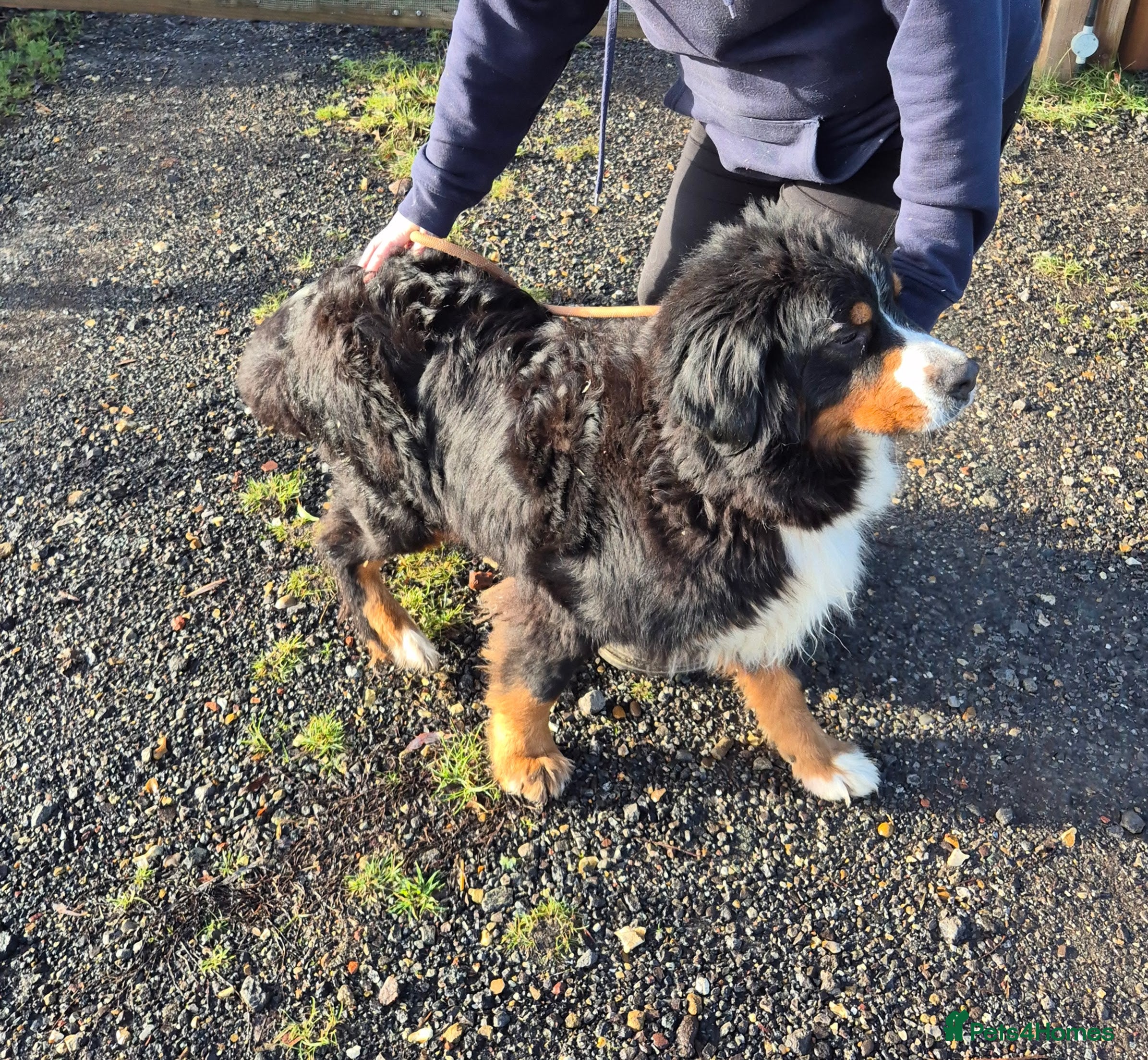 Bernese Mountain Dog dogs Adult Bernese Mountain Dog - Advert 1