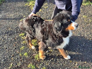 Bernese Mountain Dog dogs Adult Bernese Mountain Dog - Advert 1