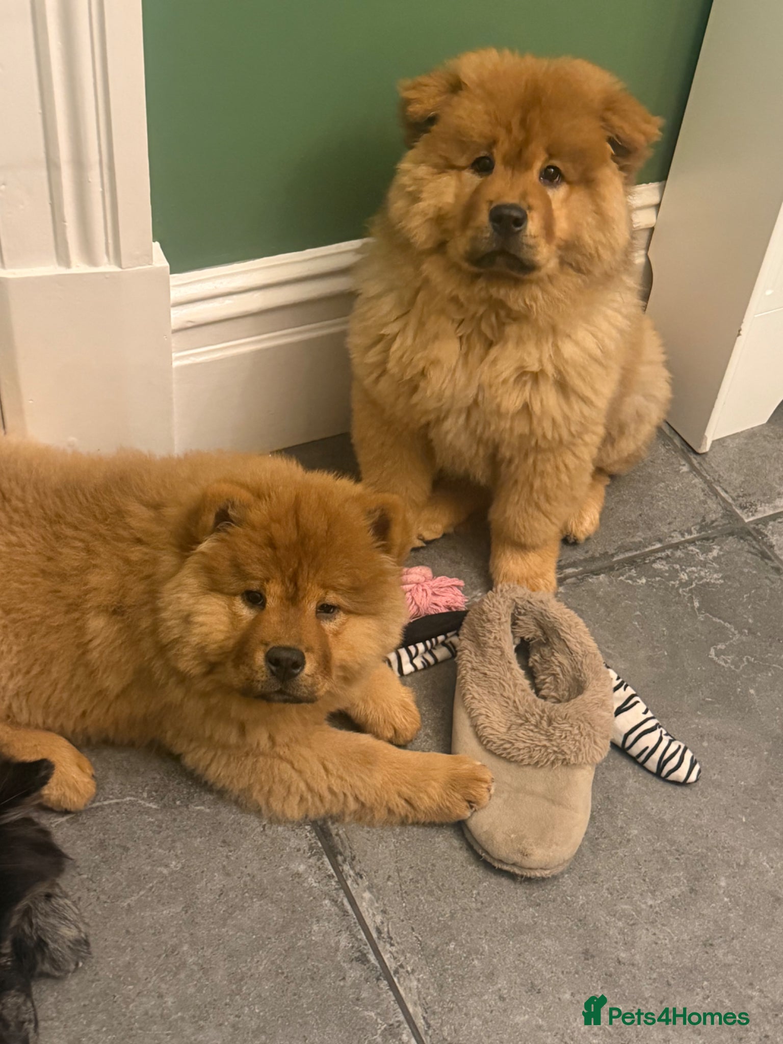 Chow Chow dogs Beautiful Chow Chow puppies  🐾❤️ - Advert 1