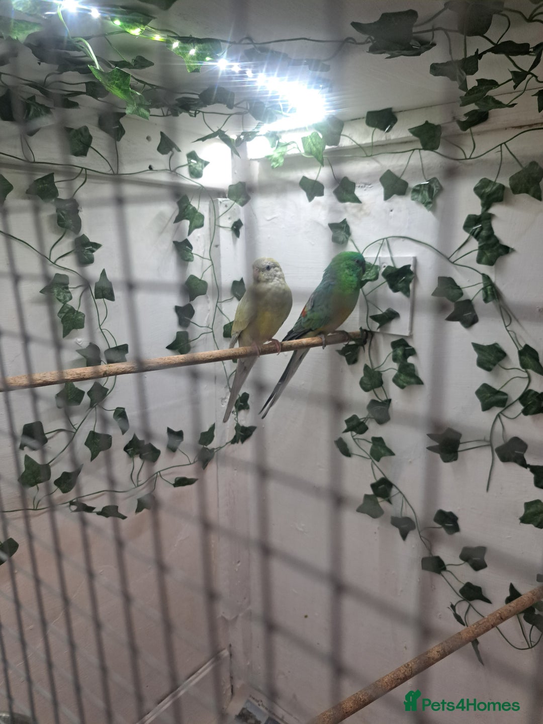 Parakeets birds for sale: Pair of redrump parakeet  - Image 3