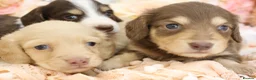 Miniature Dachshund dogs for sale: KC Longhair Miniature Dachshund Puppies in Wisbech - Advert 6