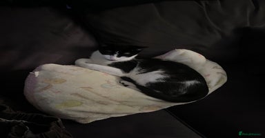 Mixed Breed cats - Advert 16