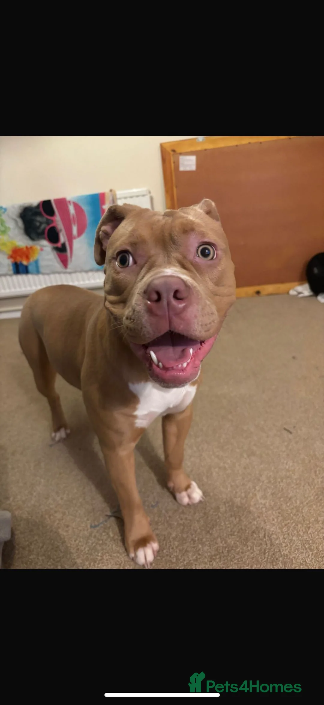 Mixed Breed dogs for sale: Zola olde English bulldog mixed pocket bully  - Advert 3