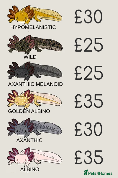 Axolotl reptiles for sale: Juvenile Axolotls - 4 Months - 4 Inches in Telford - Advert 2