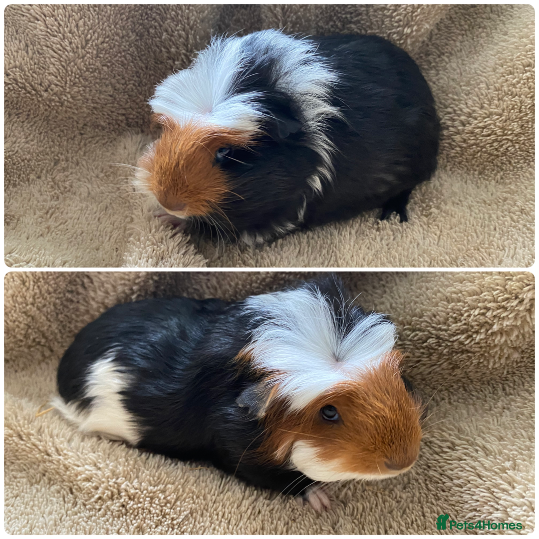 Guinea Pig rodents for sale: Male guinea pigs  - Image 1