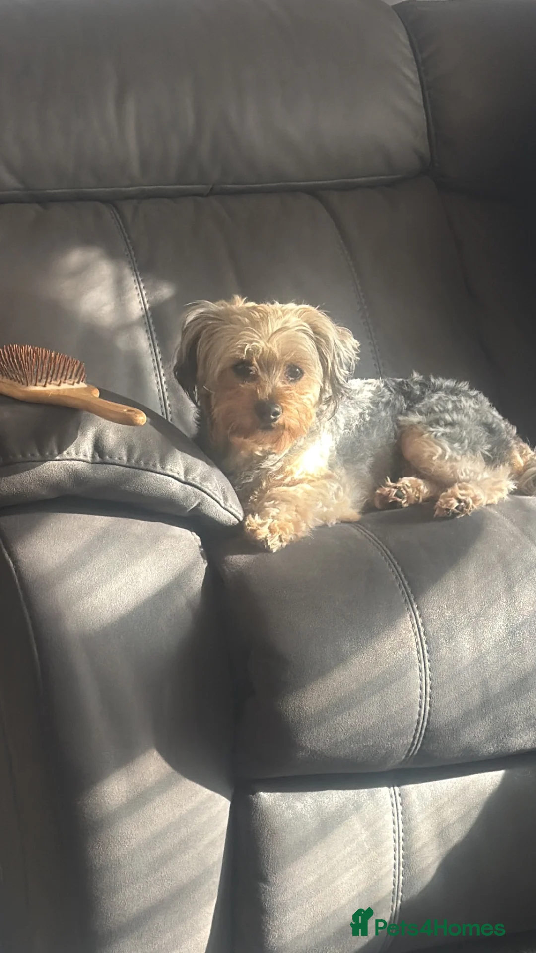 Shorkie dogs for sale: Looking for her forever home - Advert 2