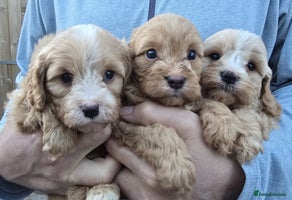 Cavapoo dogs Health Tested Quality F1 Cavapoo Puppies. - Advert 3
