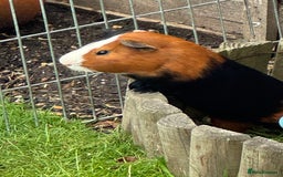 Guinea Pig rodents for sale: Guinea pig boars Torts  - Image 3
