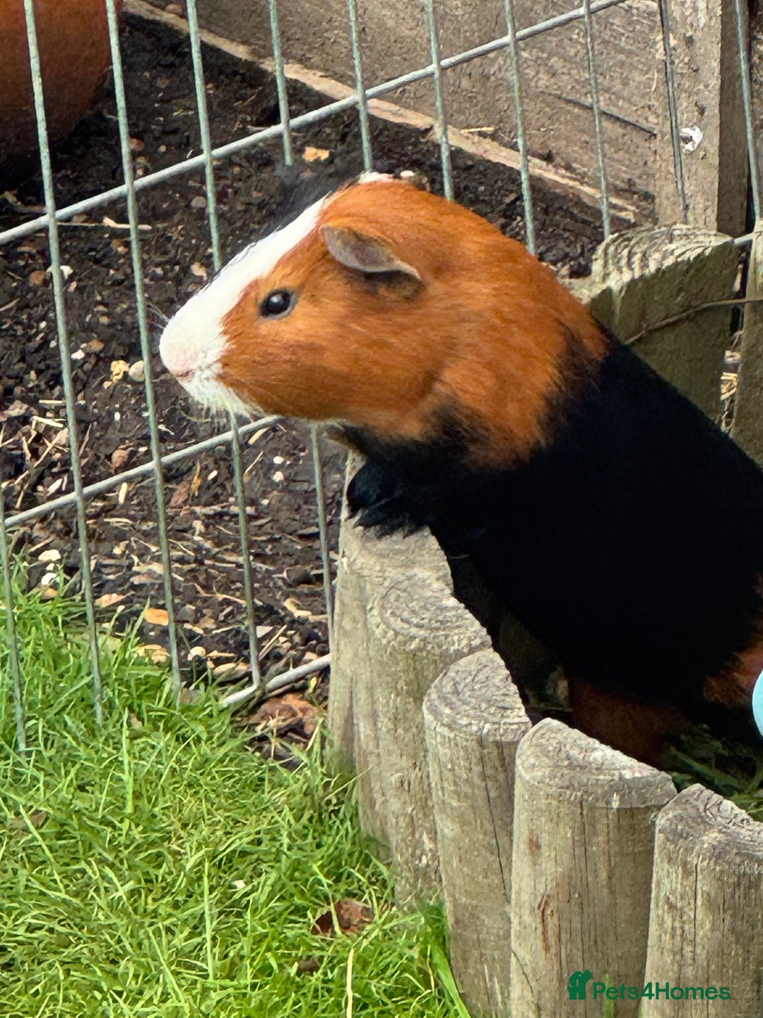 Guinea Pig rodents for sale: Guinea pig boars Torts  - Image 3