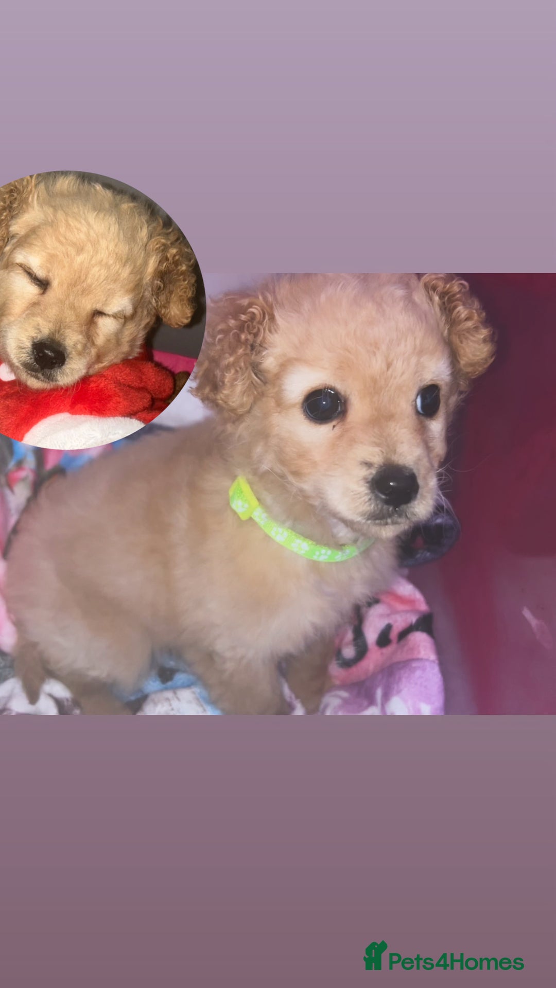 Mixed Breed dogs for sale: Cavapoo mix boy puppy  - Advert 7