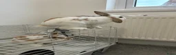 Lionhead rabbits for sale: rabbits for sale in London - Advert 4