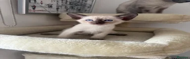 Siamese Kitten 5
