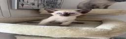Siamese cats for sale: 5 Siamese kittens  - Advert 16