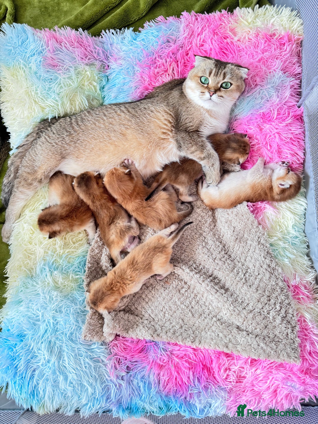 Scottish Fold cats for sale: Show quality straight girl - Advert 2