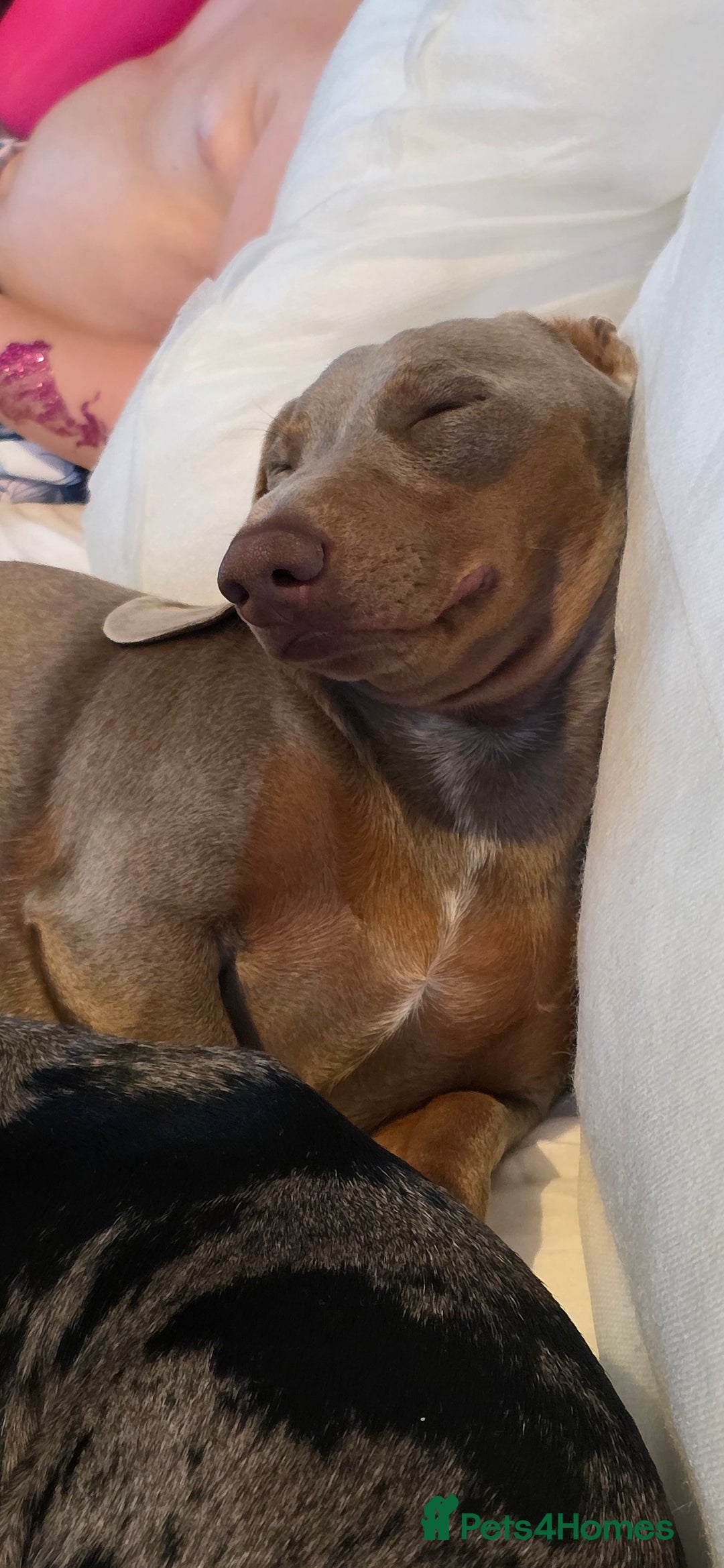 Miniature Dachshund dogs for sale: Clyde the Isabella male  - Advert 7