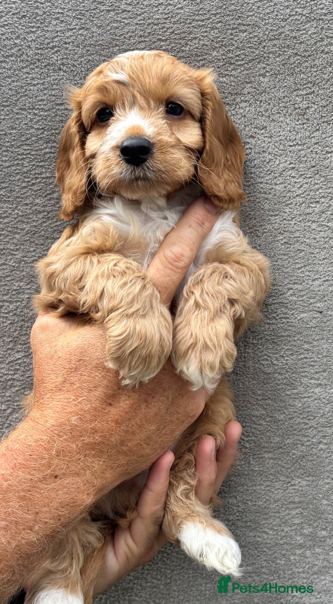 Cockapoo dogs Beautiful cockapoos - Advert 2