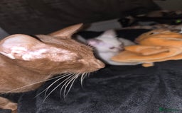 Siamese cats for sale: Beautiful 2 Havana browns and 2 C/ point siamese  - Image 12