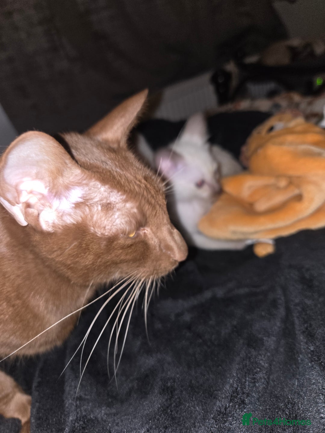 Siamese cats for sale: Beautiful 2 Havana browns and 2 C/ point siamese  - Image 12