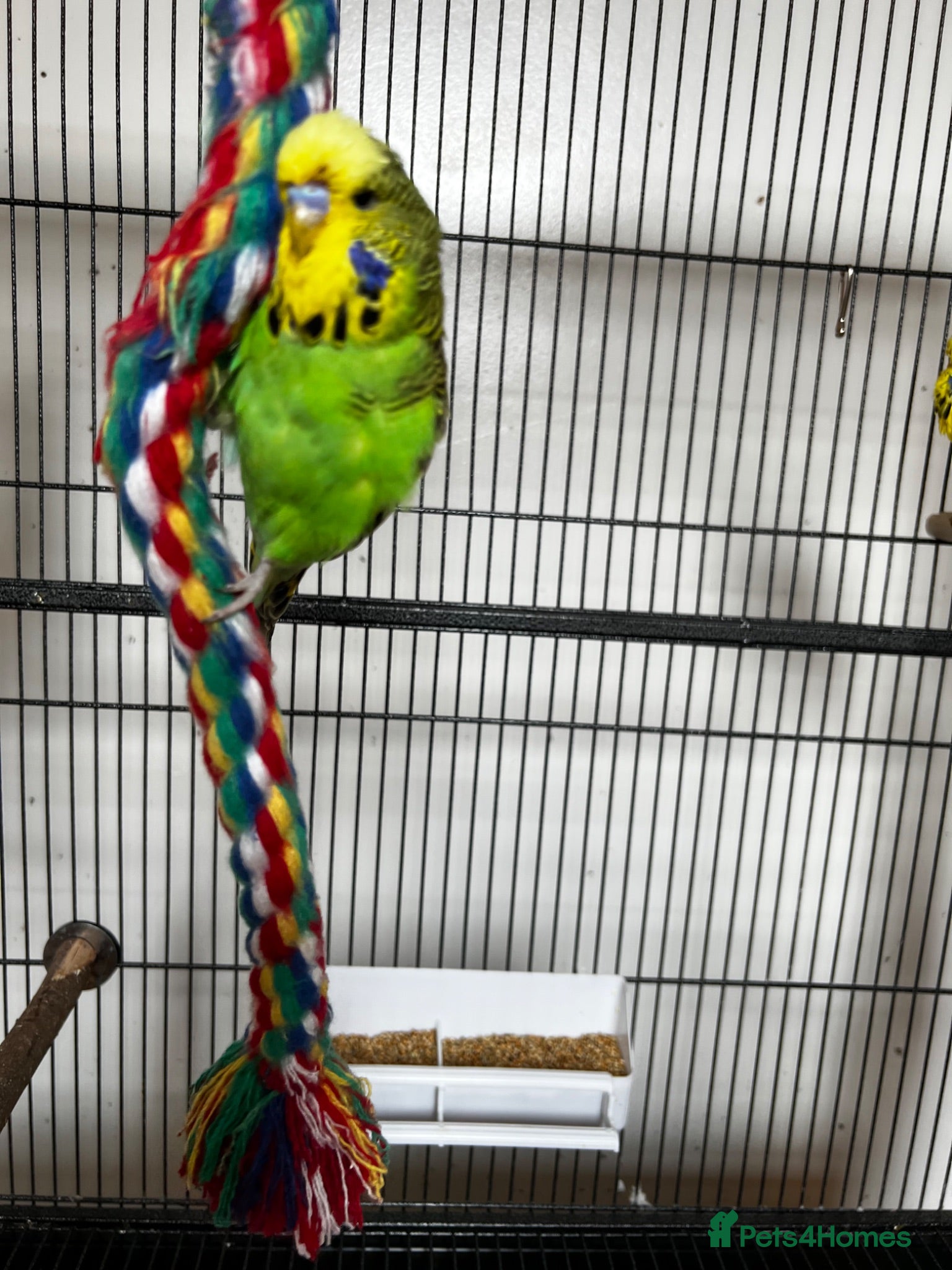 Budgerigars birds Beautiful Home Bred Young Budgies - Advert 2