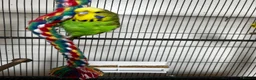 Budgerigars birds for sale: Beautiful Home Bred Young Budgies - Advert 1