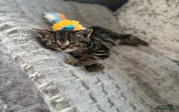 American Shorthair cats for sale: Tabby Kitten  - Image 36