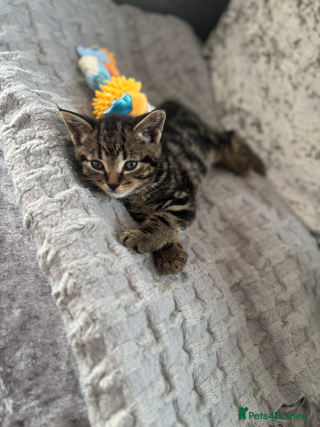 American Shorthair cats for sale: Tabby Kitten  - Image 36