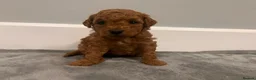 Mixed Breed dogs for sale: 🐩Asian Line Poodles-Fox Red, Apricot 🐩  - Advert 20