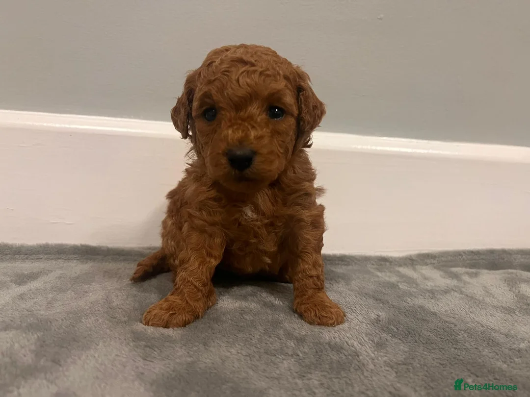 Mixed Breed dogs for sale: 🐩Asian Line Poodles-Fox Red, Apricot 🐩  - Advert 20