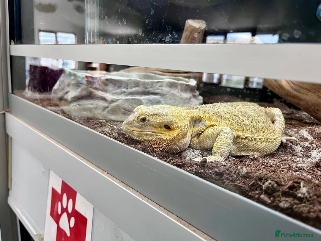 Bearded Dragon reptiles for sale: Male adult bearded dragon for sale in Martock - Advert 2