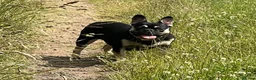 French Bulldog dogs for sale: Champion Sired red fawn French bulldog puppies  - Advert 16