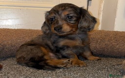 Miniature Dachshund dogs for sale: 🐶 Beautiful Longhaired miniature dachshund pups  - Image 11