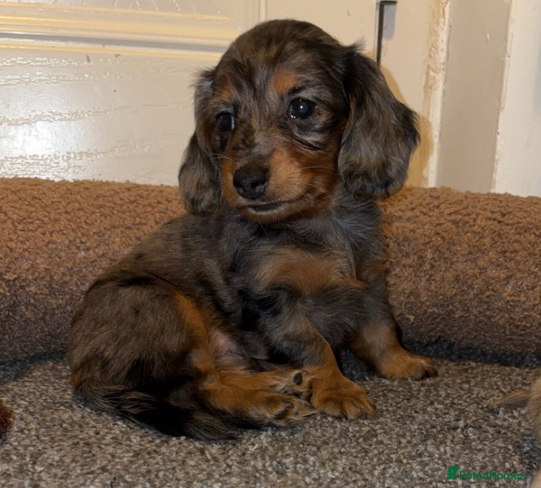 Miniature Dachshund dogs for sale: 🐶 Beautiful Longhaired miniature dachshund pups  - Image 11