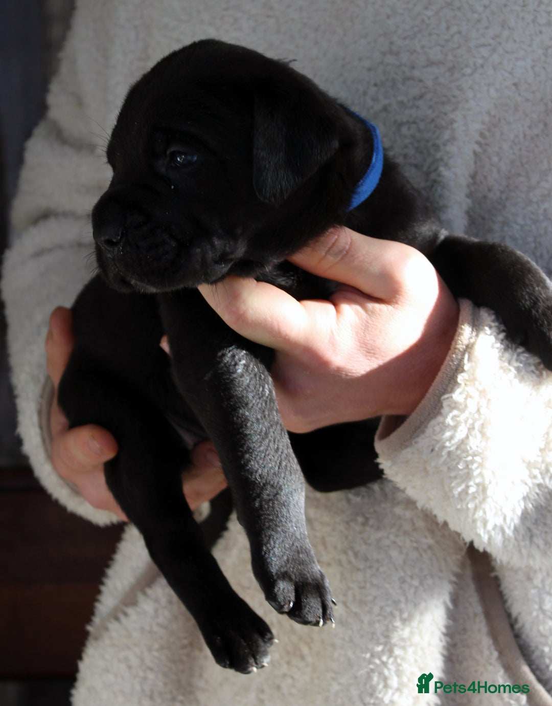 Cane Corso dogs for sale: Cane Corso Puppies from Exceptional Bloodlines, - Advert 16