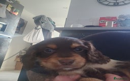 Cocker Spaniel dogs for sale: 3 kc reg working cocker spaniels avaliable  - Image 15