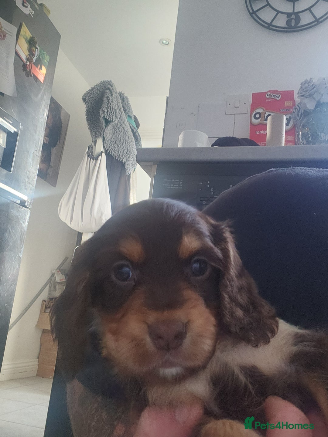 Cocker Spaniel dogs for sale: 3 kc reg working cocker spaniels avaliable  - Image 15