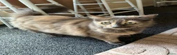 Mixed Breed cats for sale: Gorgeous 11 year-old female cat (Patchy)  - Advert 4