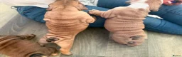 English Bulldog dogs for sale: Quality English bulldogs - Advert 6